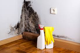 Best Biohazard Mold Removal  in Kirby, TX